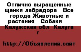 Отлично выращенные щенки лабрадора - Все города Животные и растения » Собаки   . Калужская обл.,Калуга г.